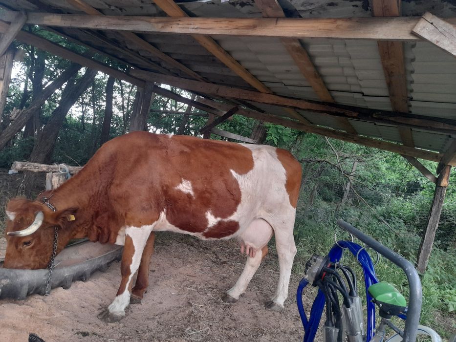 O vaca de vanzare