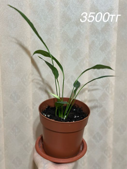 Үйде өсіріліп жатқан гүлдер сатылады