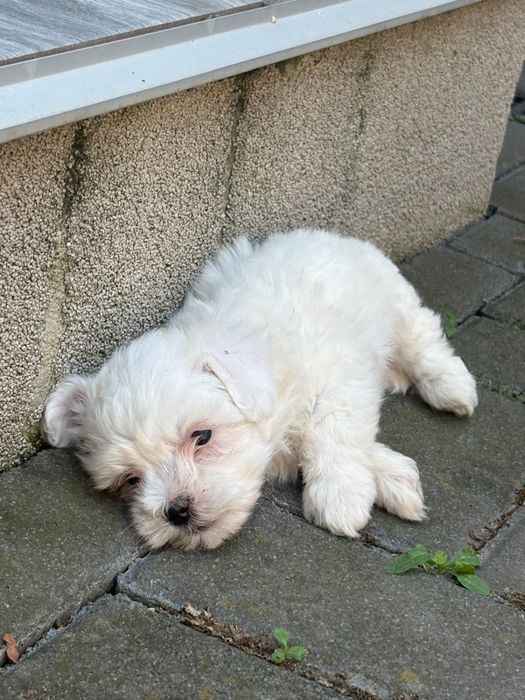 Bichon Maltez Fetita Mini toy