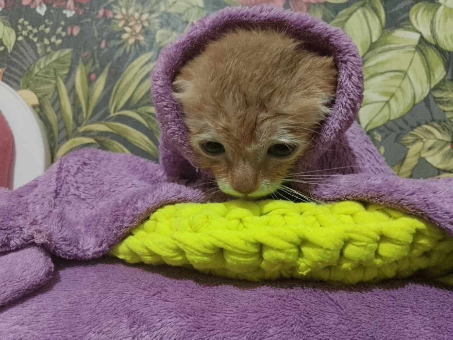 Рыжий котенок, мальчик