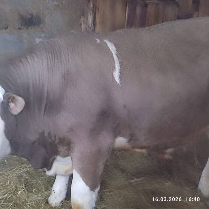 Продам быка на племя