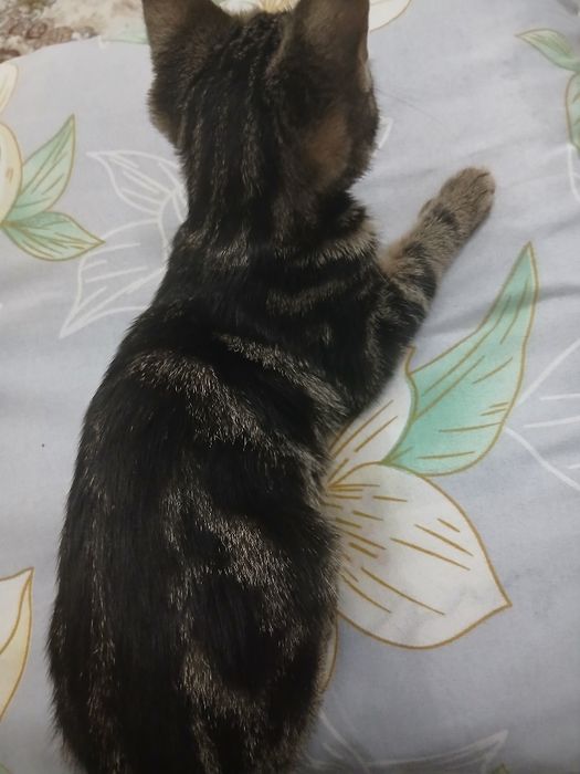 Bengal mushuk zotdor. Aqlli, uyinqaroq.