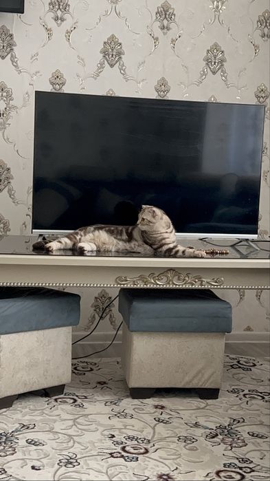 Mushuk Shatlanskiy Skotch zoti tozza