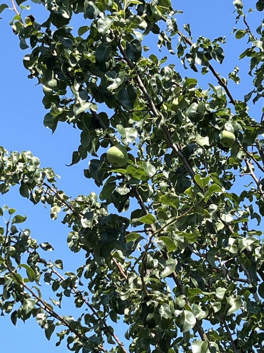 Продам дачу (НЕ В ГОРОДЕ)