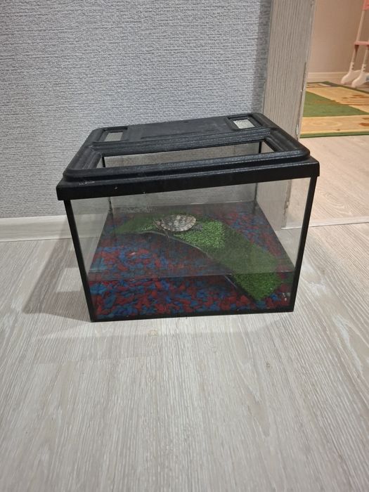 Продам краснаухая черепаху