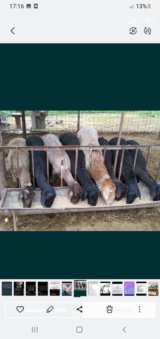 Қой сатылыды семіз