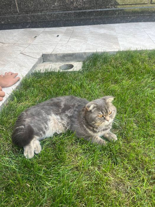 Scotish mushigi yoshi 8 oyli, latoka orgatilgan.