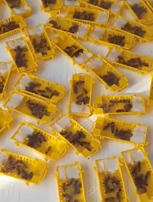 Vând mătci împerecheate Apis Melifera Carpatica