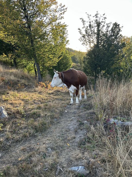 Vand vaca baltat romaneasca