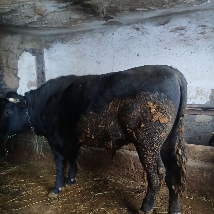 Бычок 2 годовалый