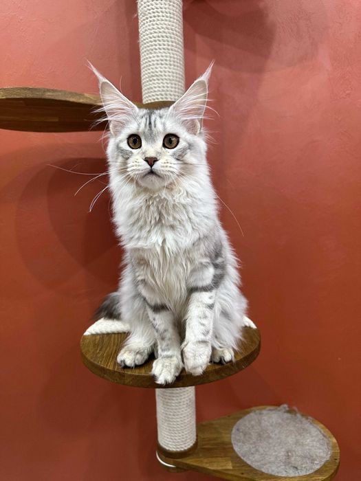 Чудесная девочка Mainemarie Aviva