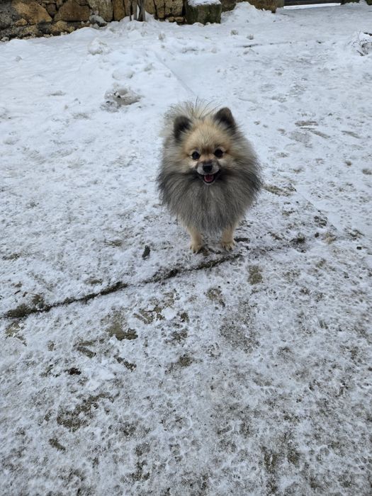 Померан    момче