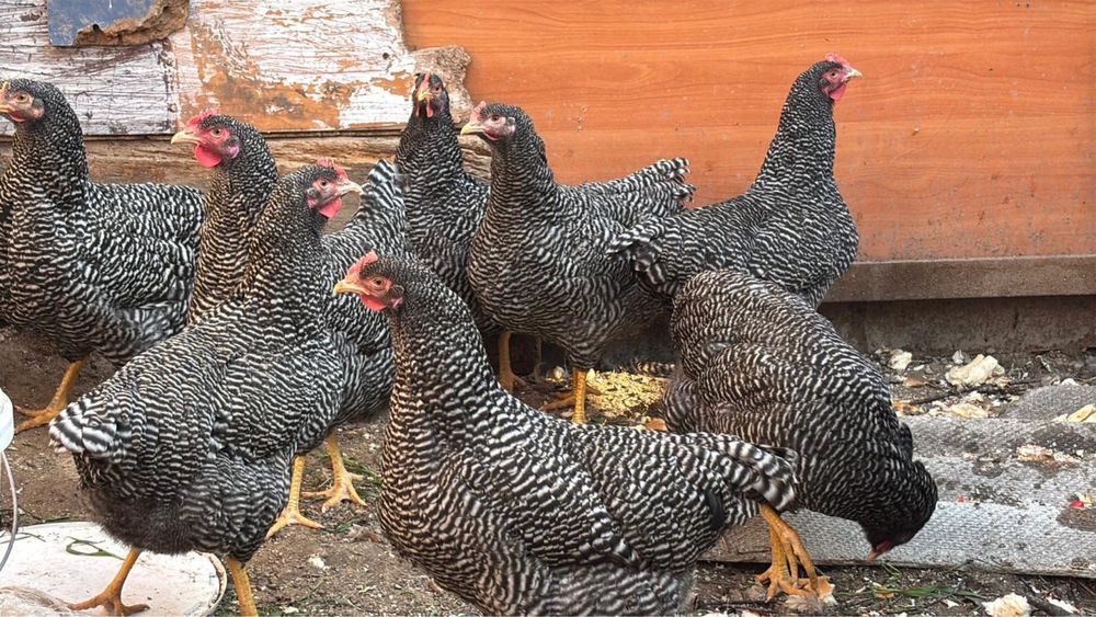 Продам курей порода Плимутрок