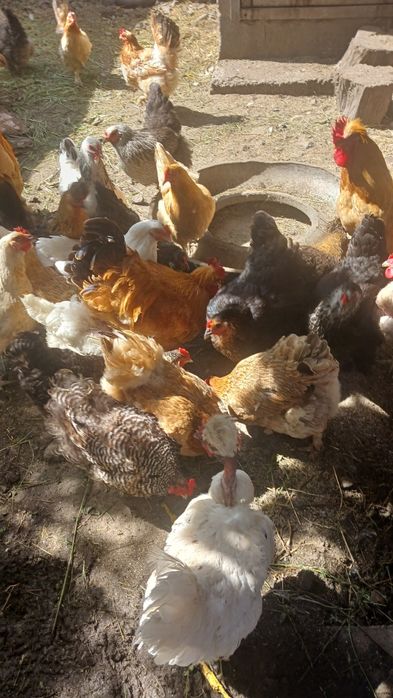 Oua pt incubat de la gaini de casă