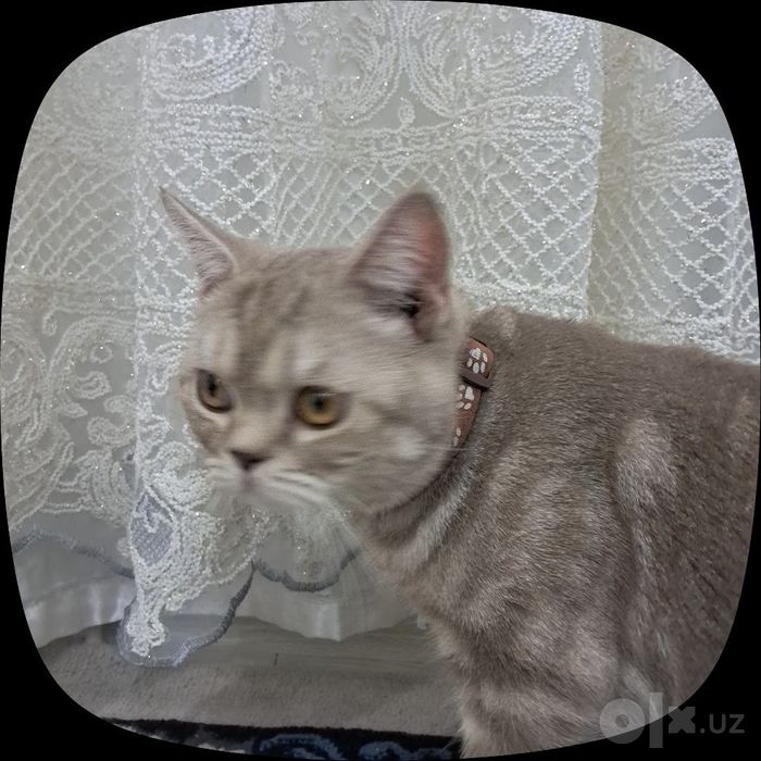 1 yoshli mushuk sotiladi