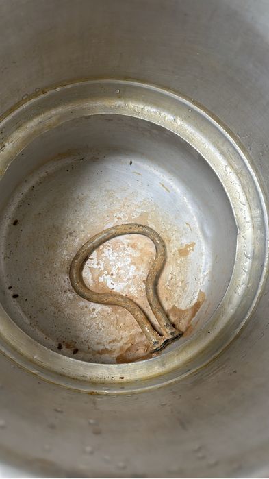 Прадам   мантоварка