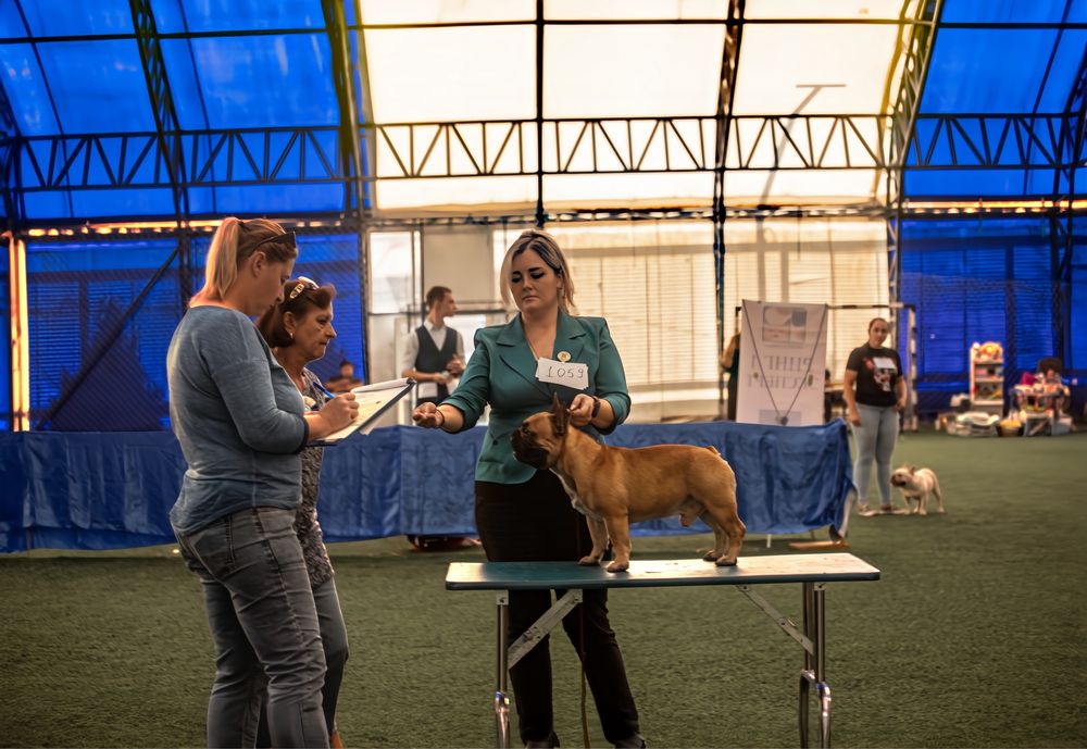 Французский бульдог - вязка кобель