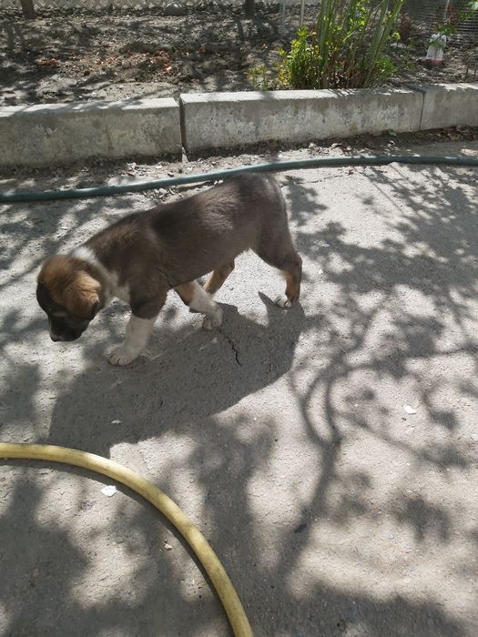 Девочка ищет семью!!!