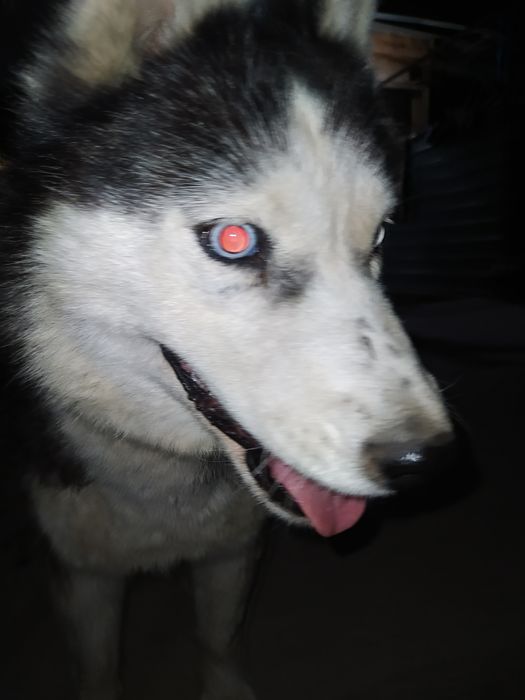 Собака хаски очень красивая 4 месяца