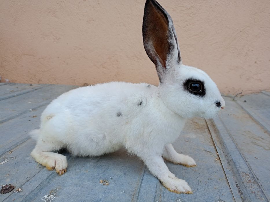 Iepuri Rex Dalmațian