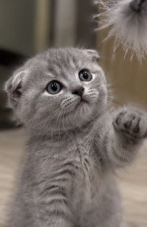 Вислоухие котята
