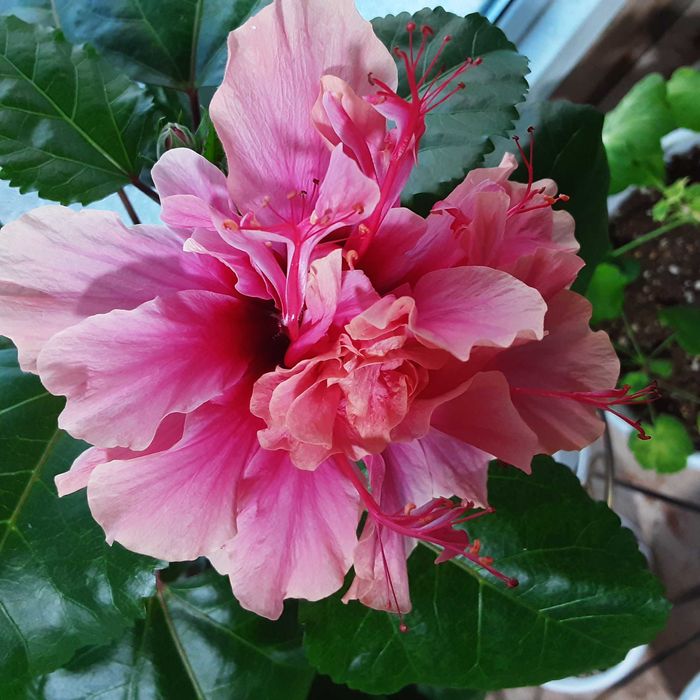 Цветы комнатные. Сортовые гибискусы !