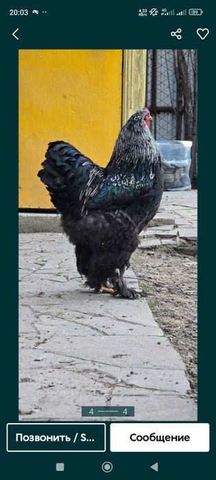 Брама қораз сатылады бағасы 18000теңге