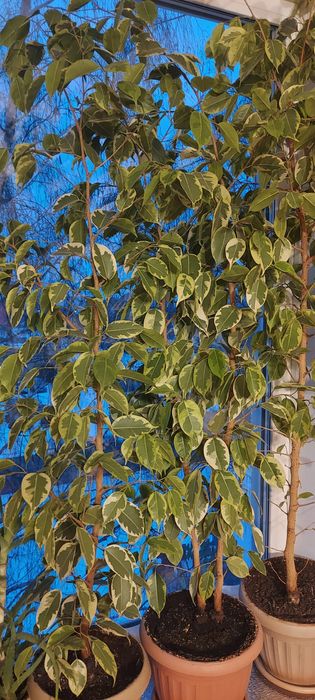 Продам фикус бенжамина