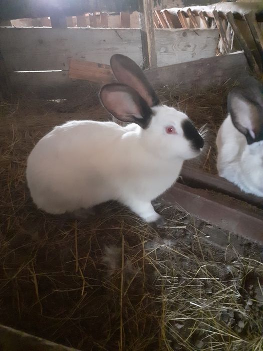 Vând doua iepurite Uriaș de Transilvania