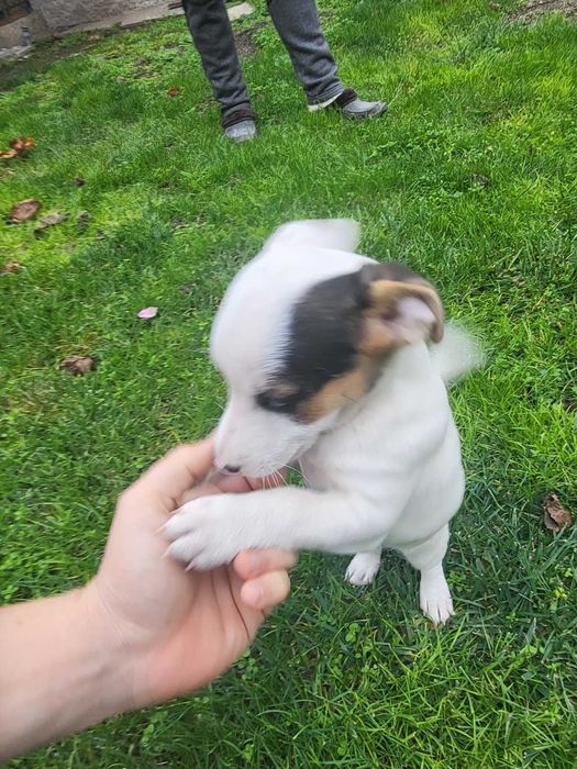 Джак ръсел териер