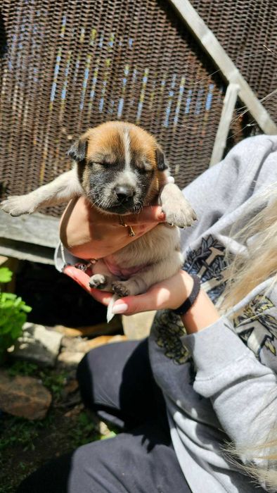 8pui își așteaptă stăpânul