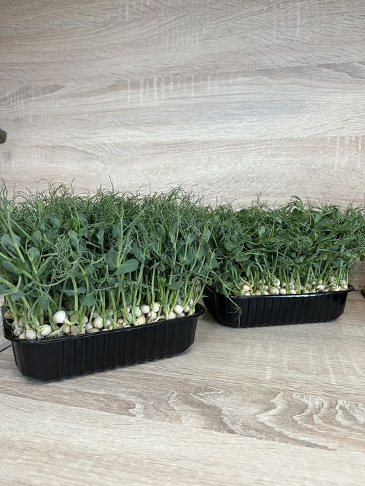 Микрозелень а Астане