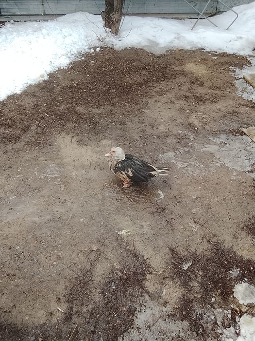 Продам  индаутка. срочно