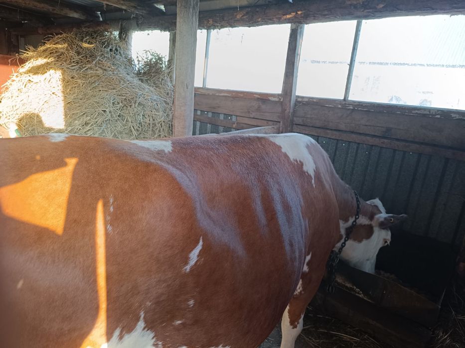 Продам корову и двух телят