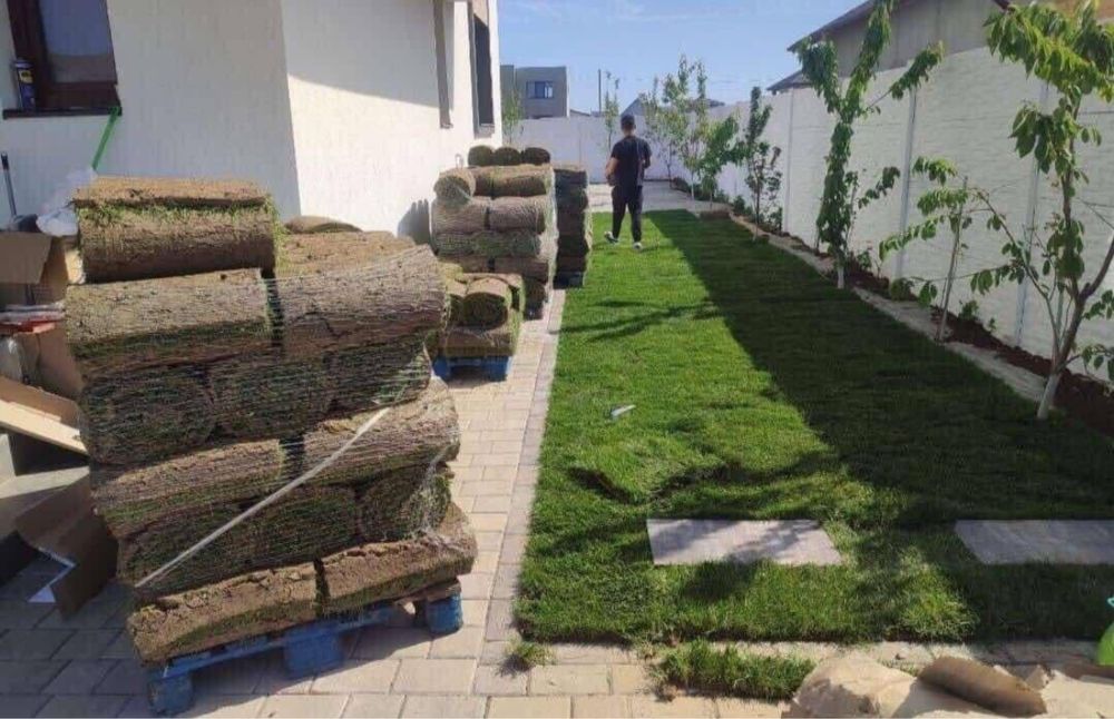 Gazon rulou ,  plante ornamentale