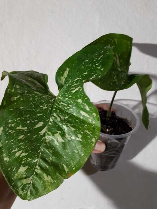 Сингониум Syngonium