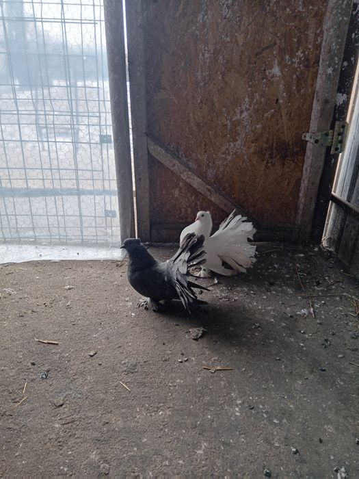 De vânzare porumbei curcani