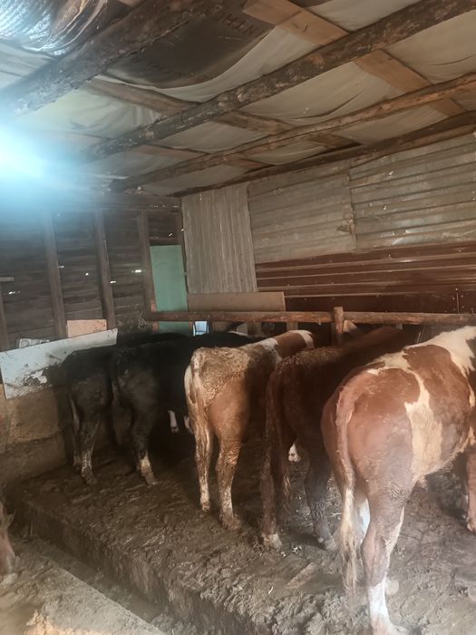 Продается 8 голов бичкы