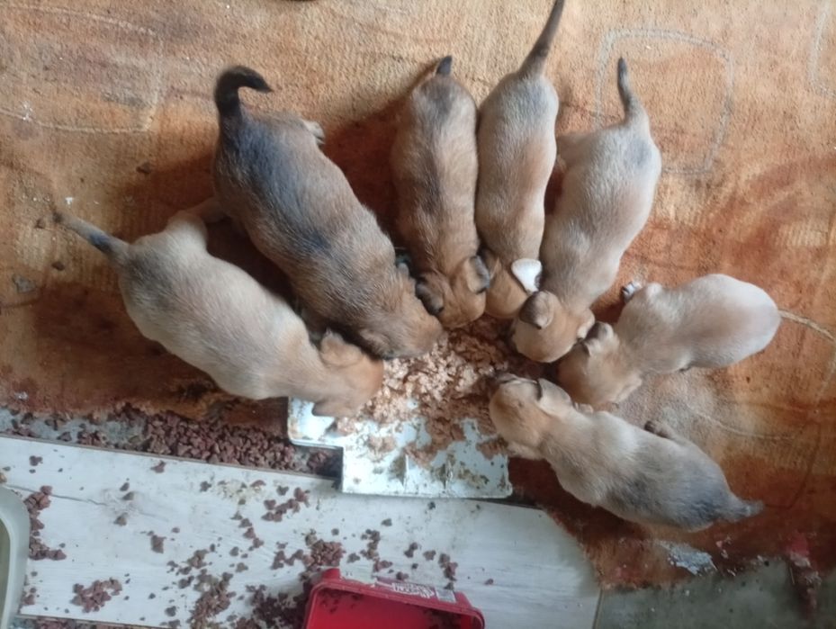 Dau spre adopție căței talie mica gratuit