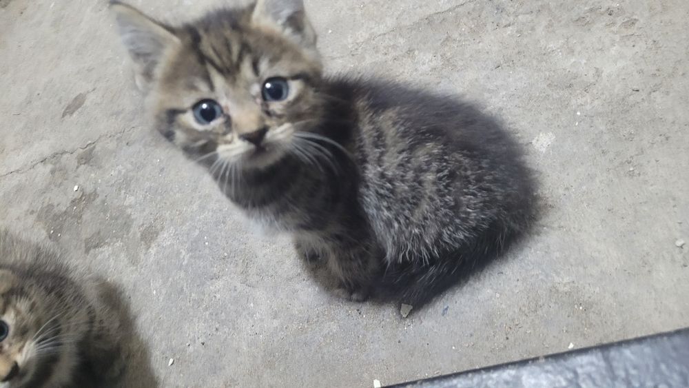 Дарю котят в добрые руки!!!