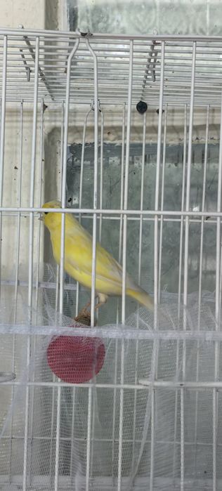 Канарейки молодые