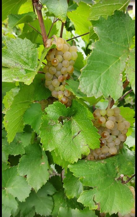 Vând struguri de vin