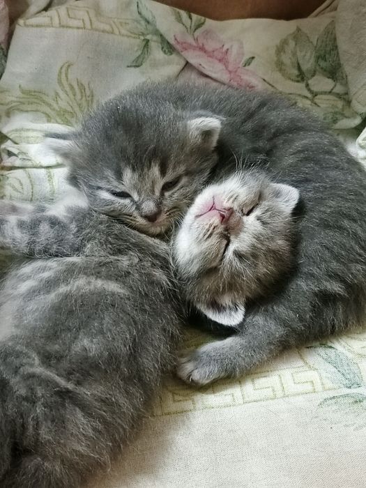 Котята скоттиш вислоухие