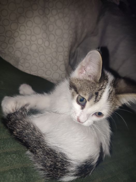 котенок ищет хозяина