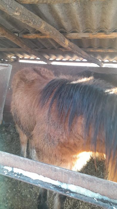 Продам жиребчик тай!