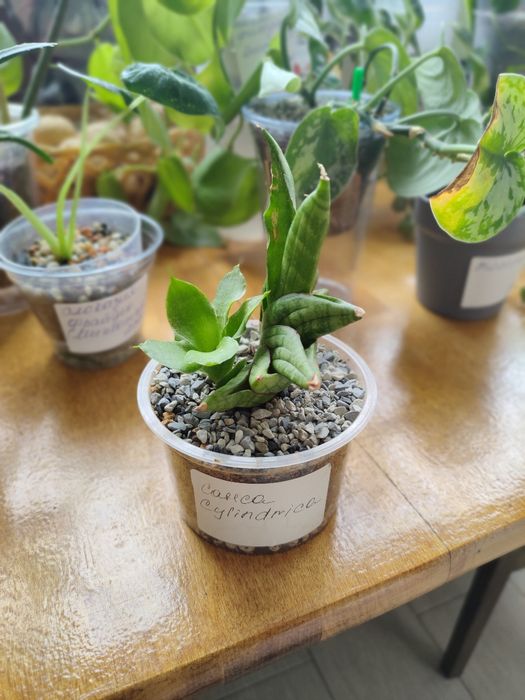 Сансевьера Cylindrica