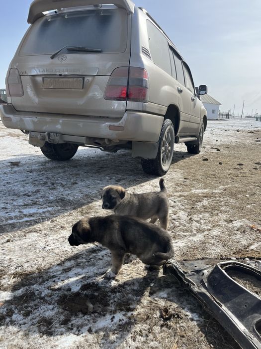 Продам щенят Кангал