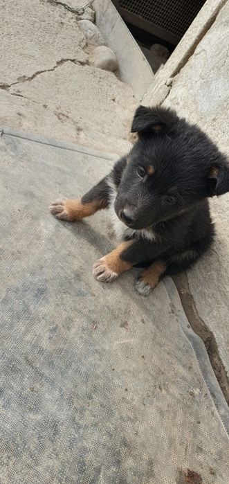 Щенки немецкой овчарки