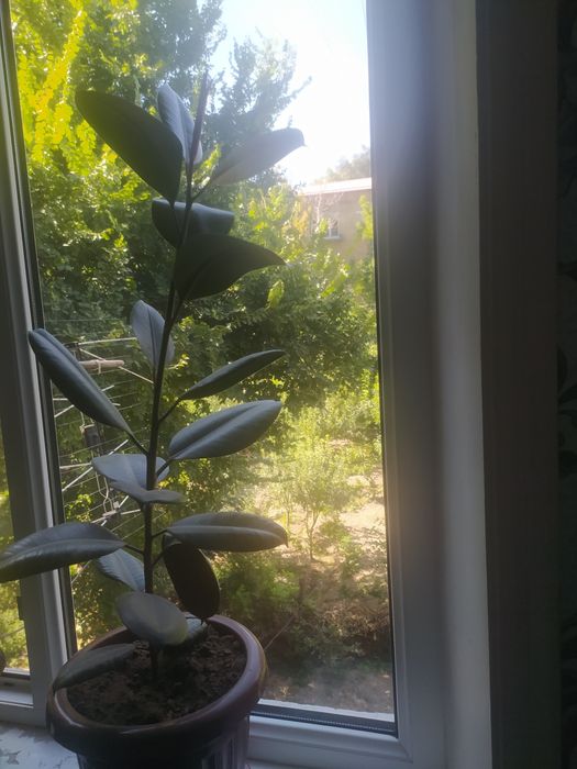 Fikus gullari uy va ishxona uchun