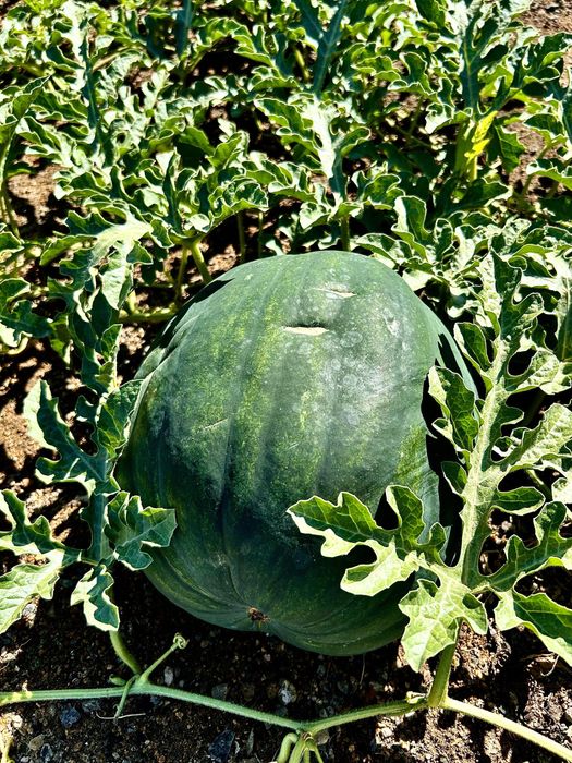 Продается уютный дом в поселке Конырат